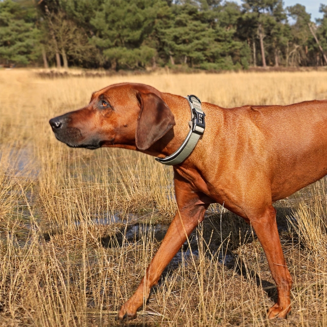 Duvoplus EXPLOR Ultimate Fit Comfy Halsband Classic - Undercover Green - S - 34-38cm – Bild 3