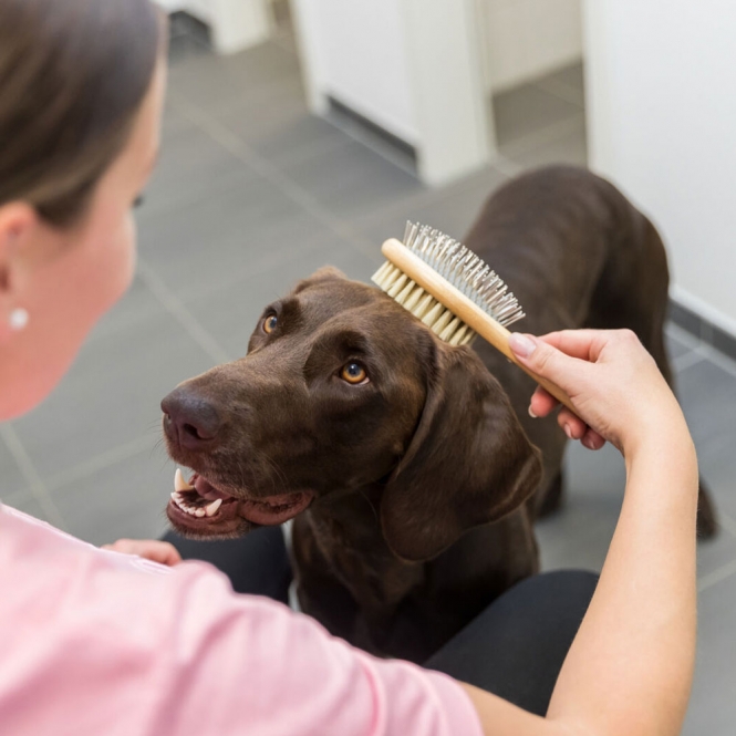 Trixie beidseitige Bürste aus Bambus - 5 x 19 cm – Bild 6