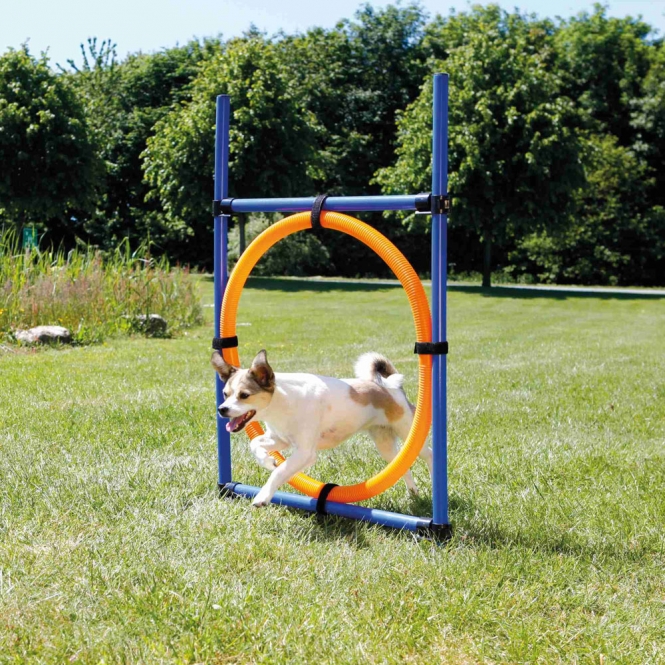 Alternative view of Trixie Agility Ring