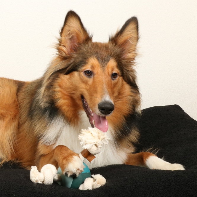 D&D Hundespielzeug Levi - lagoon – Bild 3