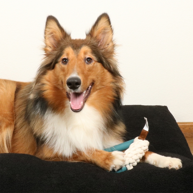 D&D Hundespielzeug Milan - lagoon – Bild 3