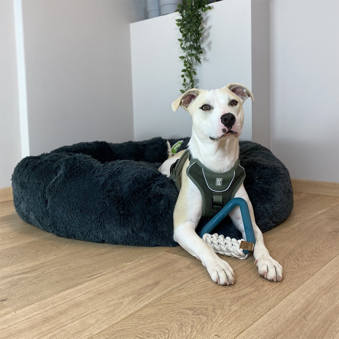 D&D Hundespielzeug Milan - lagoon – Bild 4