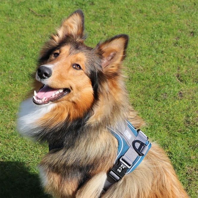 Duvoplus EXPLOR Ultimate Fit No-Pull-Geschirr - petrol blue - XL - 52-66cm - 71-104cm – Bild 5