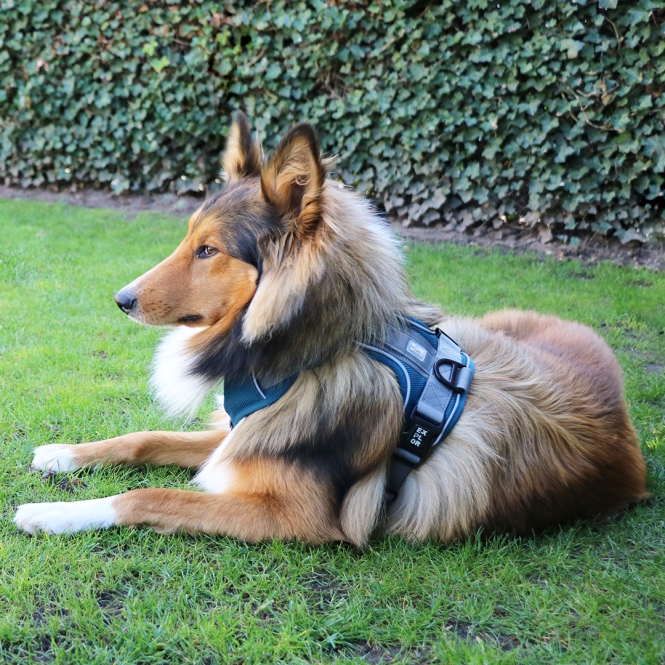 Duvoplus EXPLOR Ultimate Fit No-Pull-Geschirr - petrol blue - XL - 52-66cm - 71-104cm – Bild 6