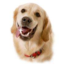 Karlie Perfect Care elektrische Zahnbürste – Bild 4