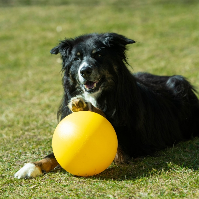 Alternative view of PROCYON Treibball Größe S - extra stabil - gelb