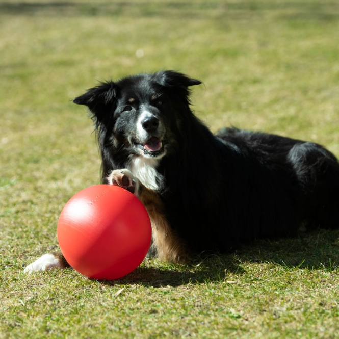 Alternative view of PROCYON Treibball Größe S - extra stabil - rot