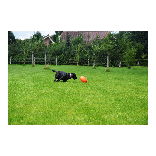 Dog Comets Pan-Stars Treibei - Grün / M – Bild 4