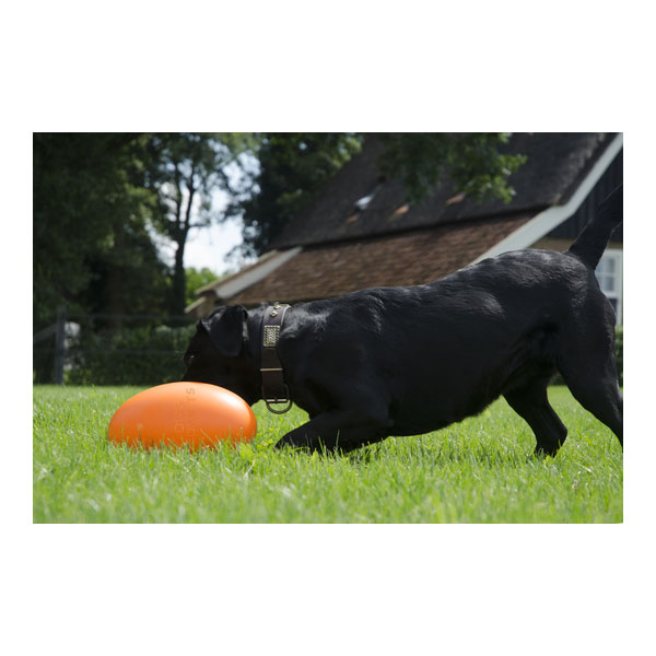 Dog Comets Pan-Stars Treibei - Grün / M – Bild 3