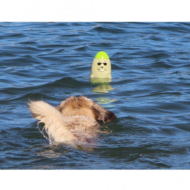 DOOG Seal - Captain Blubber – Bild 2