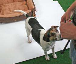 Pet-Star Bett/Kissen NEVADA, 72 cm - Braun – Bild 3