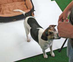 Pet-Star Bett/Kissen NEVADA, 72 cm - Schwarz – Bild 3