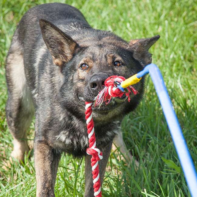 Tether Tug - Made in USA - L – Bild 2