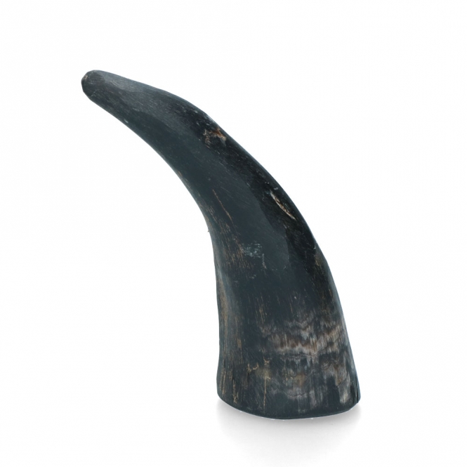 Alternative view of Viking Whole Horn - S